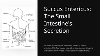 Succus Entericus:
The Small
Intestine's
Secretion
Secretion from the small intestine is known as succus
entericus. This fluid plays a vital role in digestion, contributing
to the breakdown of food and the absorption of nutrients.
 