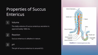 Properties of Succus
Entericus
1 Volume
The daily volume of succus entericus secretion is
approximately 1800 mL.
2 Reaction
Succus entericus is alkaline in nature.
3 pH
The pH of succus entericus is around 8.3.
 