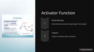 Activator Function
Enterokinase
Enterokinase activates trypsinogen into trypsin.
Trypsin
Trypsin activates other enzymes.
 