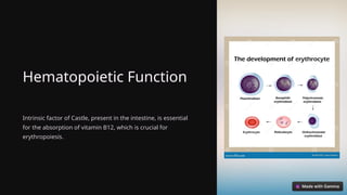 Hematopoietic Function
Intrinsic factor of Castle, present in the intestine, is essential
for the absorption of vitamin B12, which is crucial for
erythropoiesis.
 