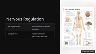 Nervous Regulation
Parasympathetic Vasodilation, increased
secretion
Sympathetic Vasoconstriction,
decreased secretion
 