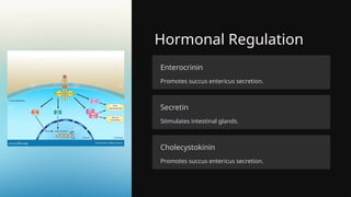 Hormonal Regulation
Enterocrinin
Promotes succus entericus secretion.
Secretin
Stimulates intestinal glands.
Cholecystokinin
Promotes succus entericus secretion.
 