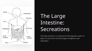 The Large
Intestine:
Secreations
The large intestine is a critical part of the digestive system. It
plays a crucial role in the final stages of digestion and
absorption.
 