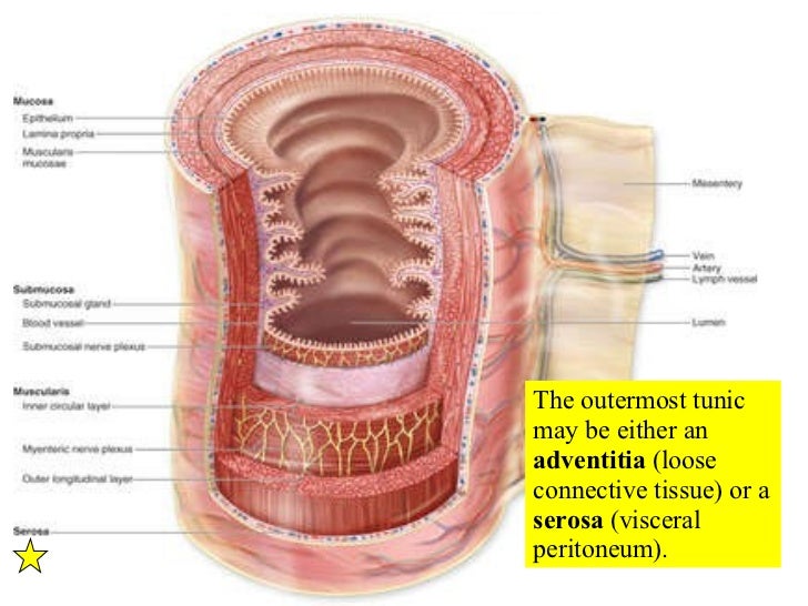 Digestive System 1