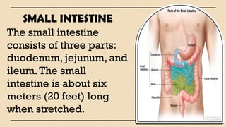 Digestive-System lesson science 2-1.pptx