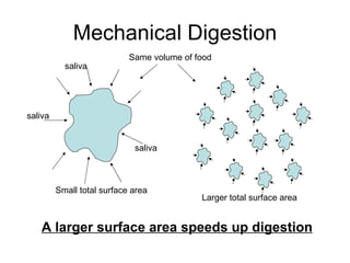 Mechanical Digestion Same volume of food Small total surface area Larger total surface area A larger surface area speeds up digestion saliva saliva saliva 