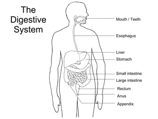 The Digestive System Mouth / Teeth Esophagus Liver Stomach Small intestine Large intestine Rectum Anus Appendix 