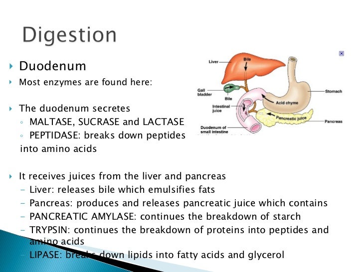 Digestive.system