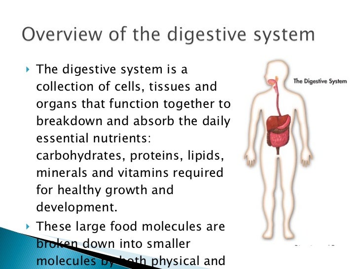 Digestive.system