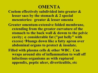 OMENTA Coelom effectively subdivided into greater & lesser sacs by the stomach & 2 special mesenteries:  greater & lesser omenta Greater omentum-extensive folded membrane, extending from the greater curvature of the stomach to the back wall & dowm to the pelvic cavity;    considerable fat ("pot belly" with excess)   hangs down like a fatty apron over abdominal organs to protect & insulate. Filled with plasma cells & other WBC.  Can wraps around site of inflammation to wall off infectious organisms as with ruptured appendix, peptic ulcer, diverticulitis, etc 