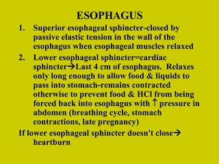 ESOPHAGUS Superior esophageal sphincter-closed by passive elastic tension in the wall of the esophagus when esophageal muscles relaxed Lower esophageal sphincter=cardiac sphincter  Last 4 cm of esophagus.  Relaxes only long enough to allow food & liquids to pass into stomach-remains contracted otherwise to prevent food & HCl from being forced back into esophagus with    pressure in abdomen (breathing cycle, stomach contractions, late pregnancy) If lower esophageal sphincter doesn't close   heartburn 