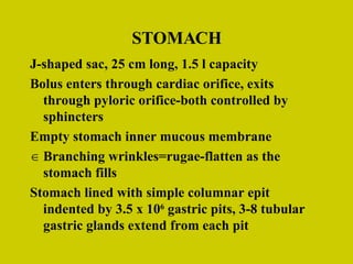 STOMACH J-shaped sac, 25 cm long, 1.5 l capacity Bolus enters through cardiac orifice, exits through pyloric orifice-both controlled by sphincters Empty stomach inner mucous membrane Branching wrinkles=rugae-flatten as the stomach fills Stomach lined with simple columnar epit indented by 3.5 x 10 6  gastric pits, 3-8 tubular gastric glands extend from each pit 