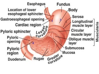 4 regions of the stomach 1 3 3 4 1 2 
