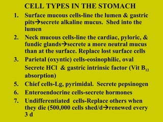 CELL TYPES IN THE STOMACH Surface mucous cells-line the lumen & gastric pits  secrete alkaline mucus.  Shed into the lumen Neck mucous cells-line the cardiac, pyloric, & fundic glands  secrete a more neutral mucus than at the surface. Replace lost surface cells Parietal (oxyntic) cells-eosinophilic, oval Secrete HCl  & gastric intrinsic factor (Vit B 12  absorption) Chief cells-Lg, pyrimidal.  Secrete pepsinogen Enteroendocrine cells-secrete hormones Undifferentiated  cells-Replace others when they die (500,000 cells shed/d  renewed every 3 d 
