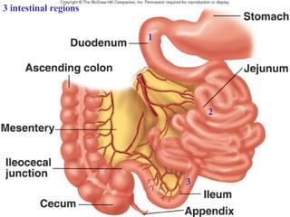 1 2 3 3 intestinal regions 
