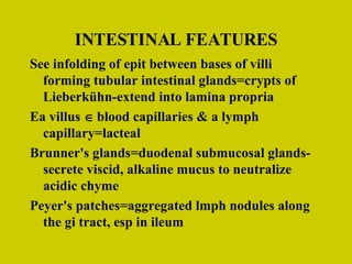 INTESTINAL FEATURES See infolding of epit between bases of villi forming tubular intestinal glands=crypts of Lieberk ühn-extend into lamina propria Ea villus    blood capillaries & a lymph capillary=lacteal Brunner's glands=duodenal submucosal glands-secrete viscid, alkaline mucus to neutralize acidic chyme Peyer's patches=aggregated lmph nodules along the gi tract, esp in ileum 