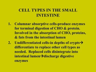 CELL TYPES IN THE SMALL INTESTINE Columnar absorptive cells-produce enzymes for terminal digestion of CHO & protein.  Involved in the absorption of CHO, proteins, & fats from the intestinal lumen Undifferentiated cells-in depths of crypts  differentiate to replace other cell types as needed.  Replaced cells disintegrate into intestinal lumen  discharge digestive enzymes 