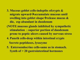 3. Mucous goblet cells-indepths ofcrypts & migrate upward  accumulate mucous until swelling into goblet shape  release mucus & die,  esp abundant in duodenum (NOTE:mucous glands inhibited by sympathetic stimulation   superior portion of duodenum prone to peptic ulcers caused by nervous stress 4. Paneth cells-deep within intestinal crypts Secrete peptidases, lysozyme 5.  Enteroendocrine cells-same as in stomach.  Synth of > 20 gastrointestinal hormones 