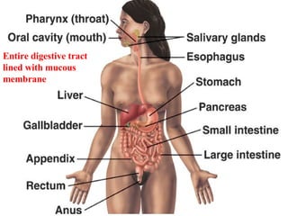 Entire digestive tract lined with mucous membrane 