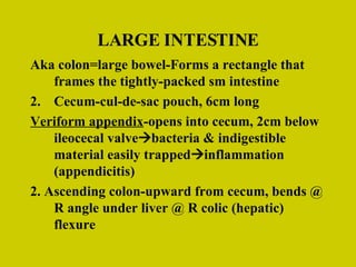 LARGE INTESTINE Aka colon=large bowel-Forms a rectangle that frames the tightly-packed sm intestine Cecum-cul-de-sac pouch, 6cm long Veriform appendix -opens into cecum, 2cm below ileocecal valve  bacteria & indigestible material easily trapped  inflammation (appendicitis) 2. Ascending colon-upward from cecum, bends @ R angle under liver @ R colic (hepatic) flexure 