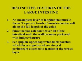 DISTINCTIVE FEATURES OF THE LARGE INTESTINE An incomplete layer of longitudinal muscle forms 3 separate bands of muscle=taeniae coli along the full length of the colon Since taeniae coli don't cover all of the intestinal wall, the wall becomes puckered with bulges=haustra See epiploic appendages=fat-filled pouches which form at points where visceral peritoneum attached to taeniae in the serous layer 