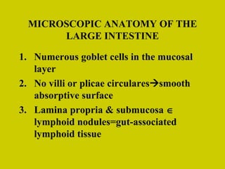 MICROSCOPIC ANATOMY OF THE LARGE INTESTINE Numerous goblet cells in the mucosal layer No villi or plicae circulares  smooth absorptive surface Lamina propria & submucosa    lymphoid nodules=gut-associated lymphoid tissue 