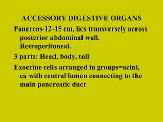 ACCESSORY DIGESTIVE ORGANS Pancreas-12-15 cm, lies transversely across posterior abdominal wall.  Retroperitoneal. 3 parts: Head, body, tail Exocrine cells arranged in groups=acini,  ea with central lumen connecting to the main pancreatic duct 