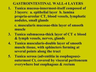 GASTROINTESTINAL WALL-4 LAYERS Tunica mucosa-innermost-itself composed of 3 layers:  a. epithelial layer  b. lamina propria-areolar CT, blood vessels, lymphatic nodules, small glands c. muscularis mucosae-thin layer of smooth muscle Tunica submucosa-thick layer of CT    blood & lymph vessels, nerves, glands Tunica muscularis-double layer of smooth muscle tissue, with sphincters forming at several points along the tract Tunica serosa (adventitia in esophagous)-outermost Ct, covered by visceral peritoneum everywhere but esophagous & rectum 