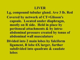 LIVER Lg, compound tubular gland. Ave 3 lb. Red Covered by network of CT=Glisson's capsule.  Located under diaphragm, mostly on R side.  Held in place by peritoneal attachments & by intra-abdominal pressure created by tonus of abdominal wall musculature Divided into 2 main lobes by falciform ligament, R lobe 6X larger, further subdivided into quadrate & caudate lobes 