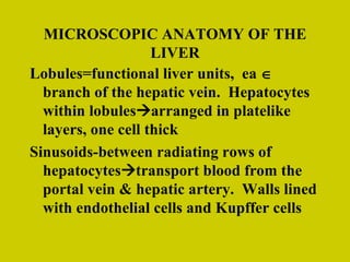 MICROSCOPIC ANATOMY OF THE LIVER Lobules=functional liver units,  ea    branch of the hepatic vein.  Hepatocytes within lobules  arranged in platelike layers, one cell thick Sinusoids-between radiating rows of hepatocytes  transport blood from the portal vein & hepatic artery.  Walls lined with endothelial cells and Kupffer cells 