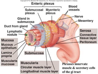 Plexuses innervate muscle & secretory cells of the gi tract 