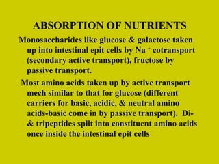 ABSORPTION OF NUTRIENTS Monosaccharides like glucose & galactose taken up into intestinal epit cells by Na  +  cotransport (secondary active transport), fructose by passive transport. Most amino acids taken up by active transport mech similar to that for glucose (different carriers for basic, acidic, & neutral amino acids-basic come in by passive transport).  Di- & tripeptides split into constituent amino acids once inside the intestinal epit cells 