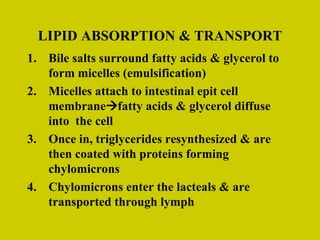 LIPID ABSORPTION & TRANSPORT Bile salts surround fatty acids & glycerol to form micelles (emulsification) Micelles attach to intestinal epit cell membrane  fatty acids & glycerol diffuse into  the cell Once in, triglycerides resynthesized & are then coated with proteins forming chylomicrons Chylomicrons enter the lacteals & are transported through lymph 