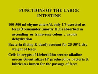 FUNCTIONS OF THE LARGE INTESTINE 100-500 ml chyme enters/d, only 1/3 excreted as feces  remainder (mostly H 2 O) absorbed in ascending  or transverse colons   avoids dehydration Bacteria (living & dead) account for 25-50% dry weight of feces. Cells in crypts of Lieberk ühn secrete alkaline mucus  neutralizes H +  produced by bacteria & lubricates lumen for the passage of feces 
