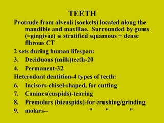 TEETH Protrude from alveoli (sockets) located along the mandible and maxillae.  Surrounded by gums (=gingivae)    stratified squamous + dense fibrous CT 2 sets during human lifespan: Deciduous (milk)teeth-20 Permanent-32 Heterodont dentition-4 types of teeth: Incisors-chisel-shaped, for cutting Canines(cuspids)-tearing Premolars (bicuspids)-for crushing/grinding molars--  "  "  " 