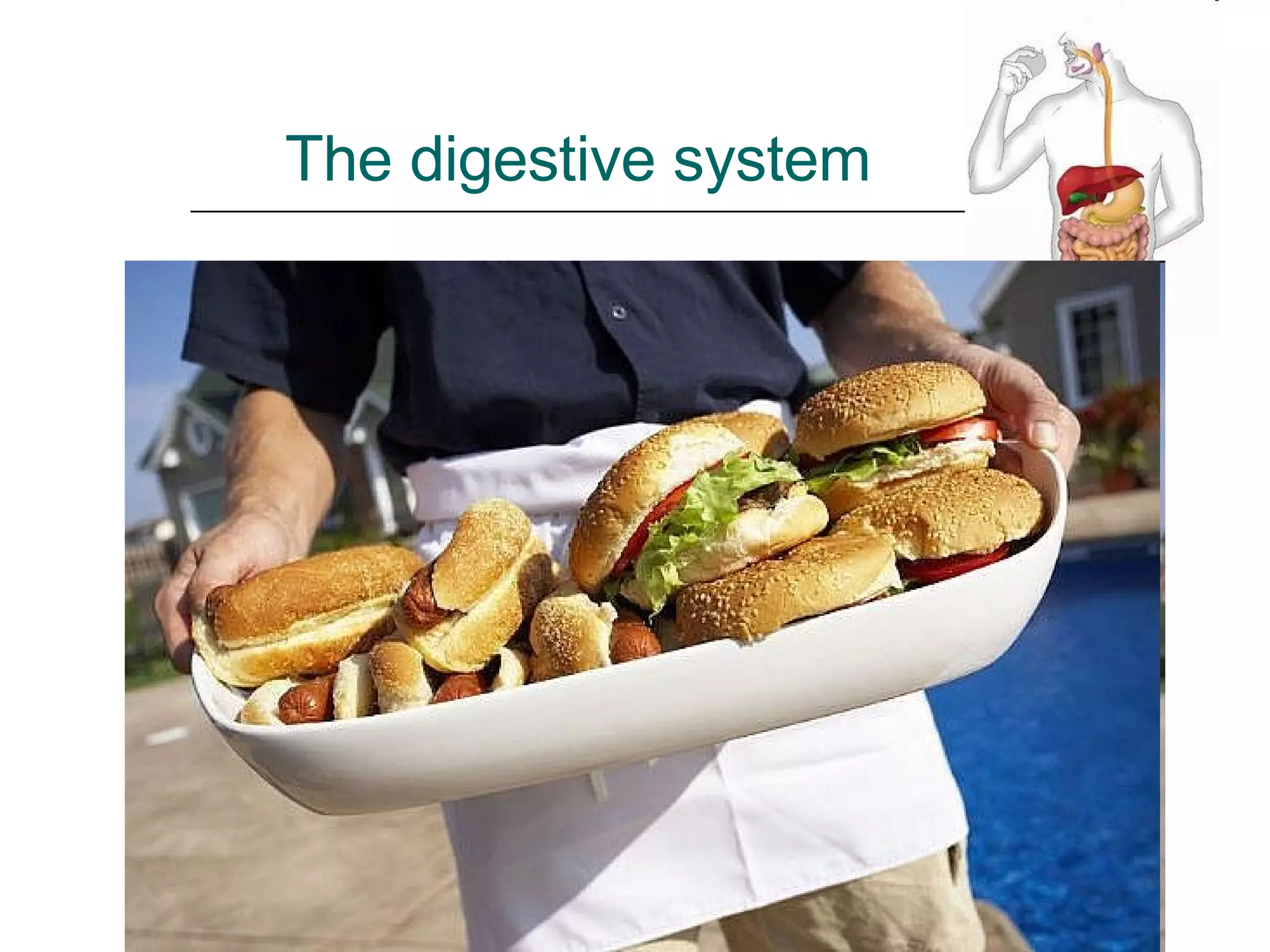 The digestive system