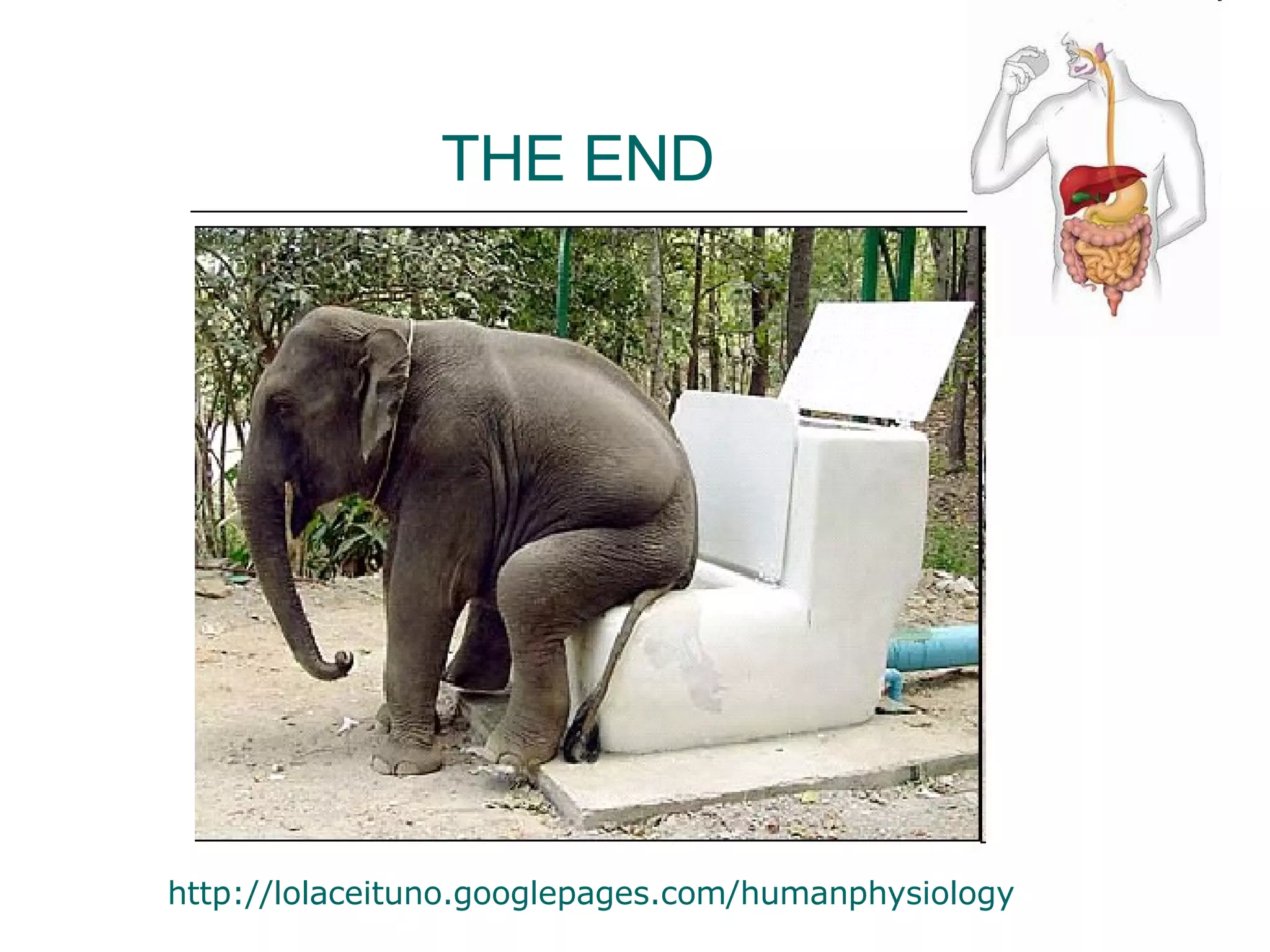 THE END http://lolaceituno.googlepages.com/humanphysiology