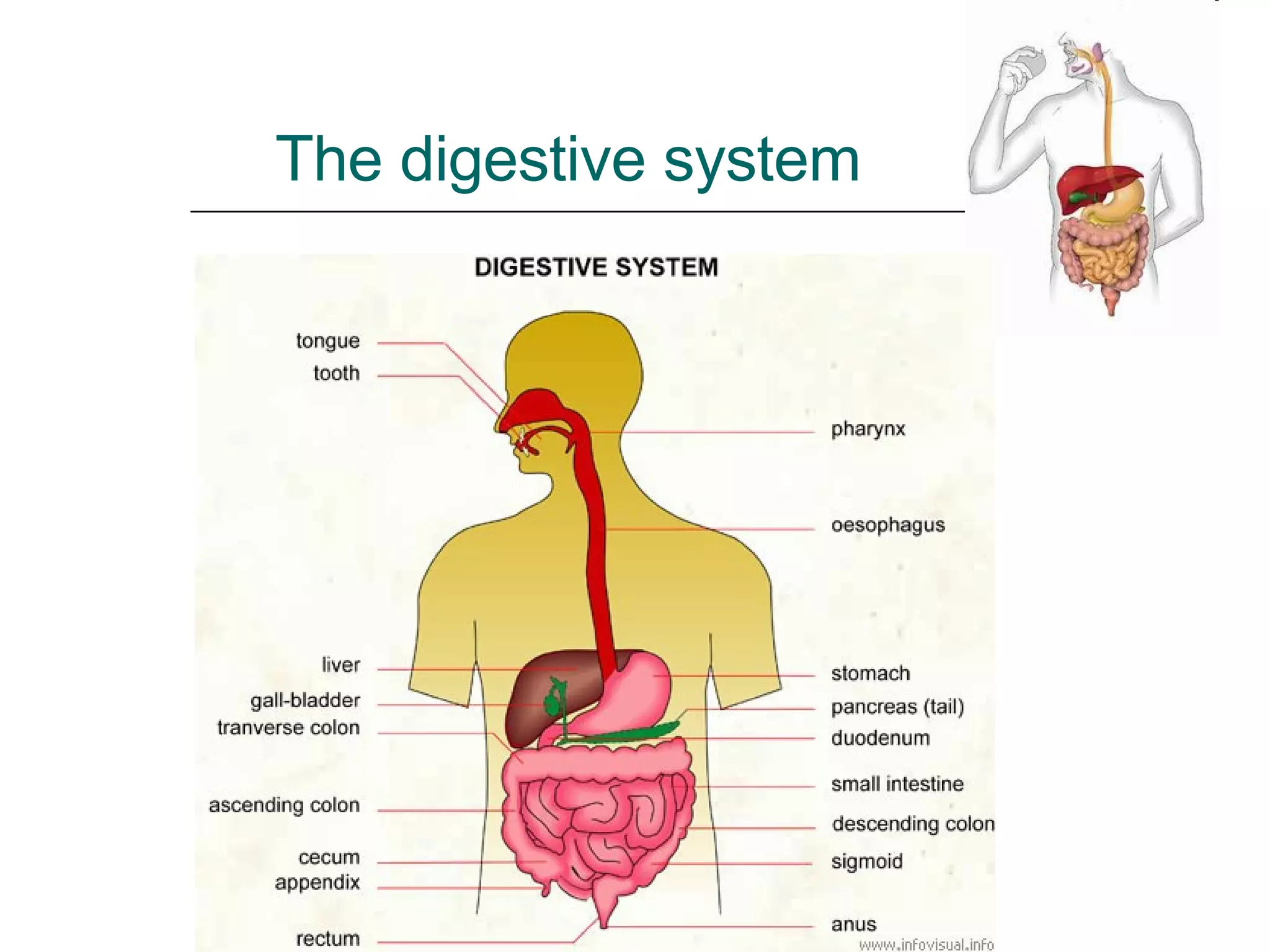 The digestive system