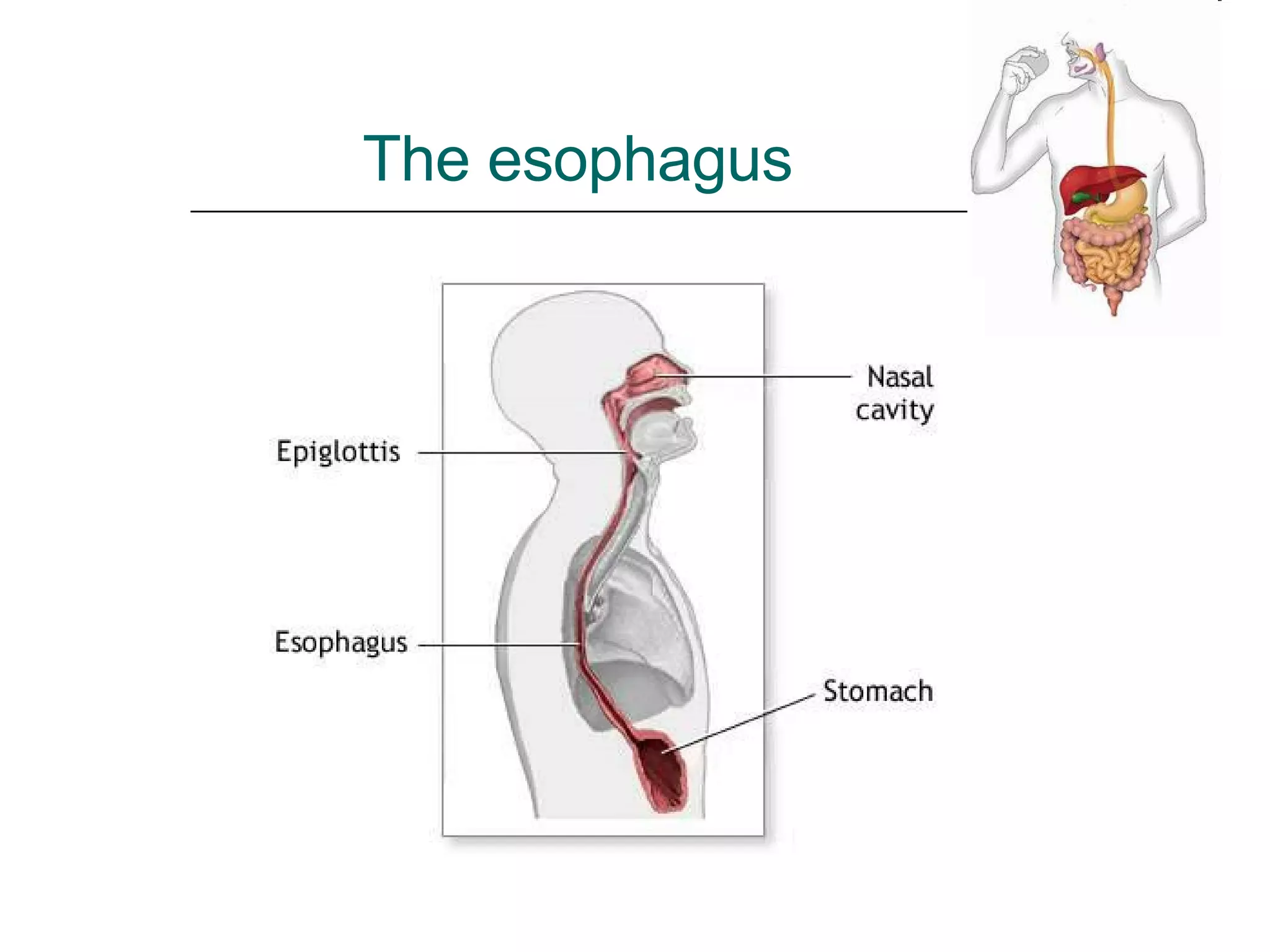 The esophagus