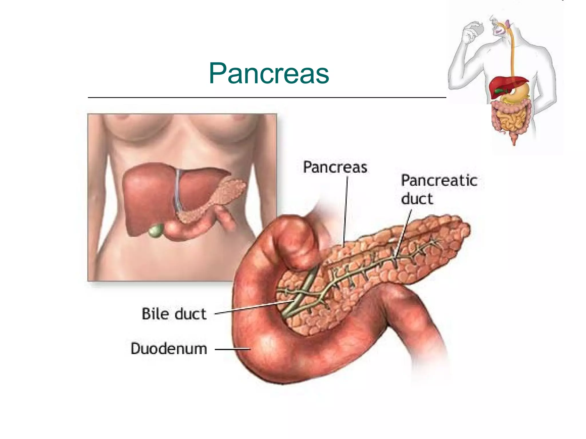 Pancreas