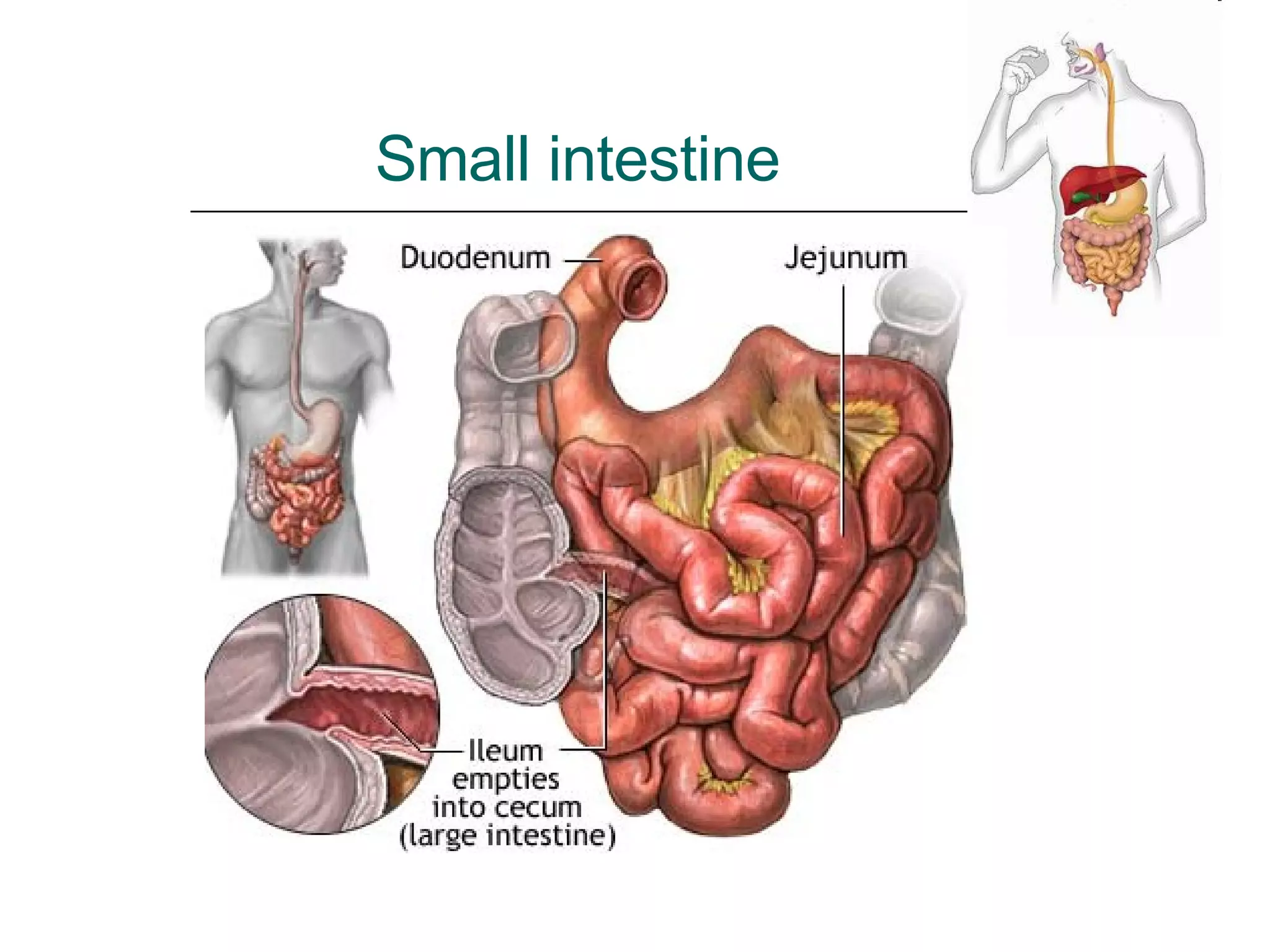 Small intestine