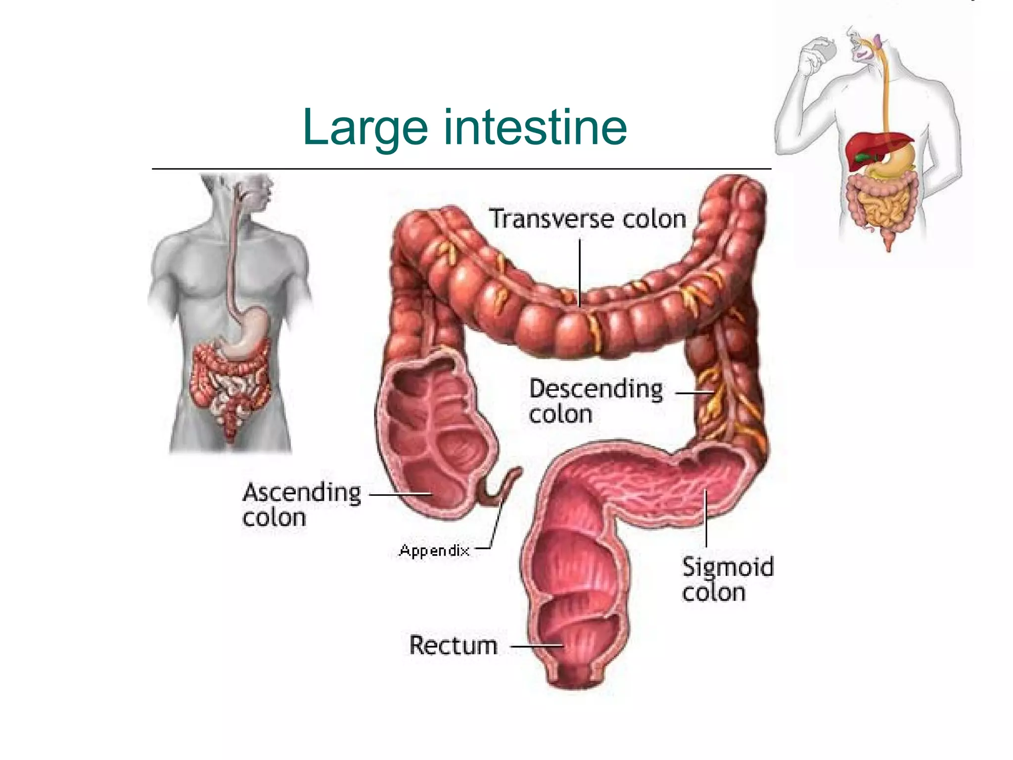 Large intestine