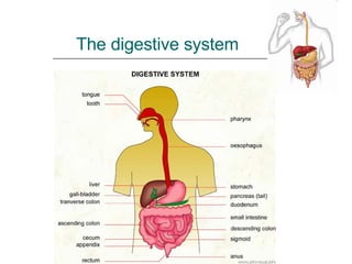 The digestive system