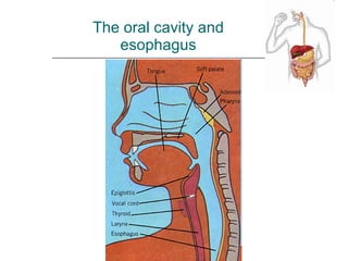 The oral cavity and esophagus