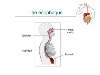 The esophagus