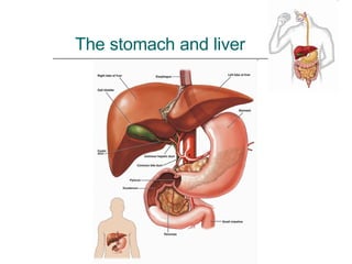 The stomach and liver