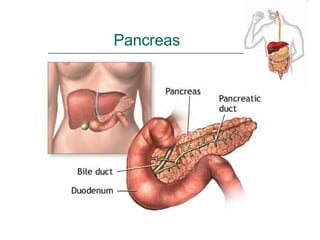 Pancreas