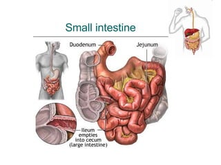 Small intestine