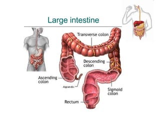 Large intestine