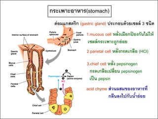 กระเพาะอาหาร(stomach)
 ต่ อมแกสตริก (gastric gland) ประกอบด้ วยเซลล์ 3 ชนิด
                 1.mucous cell หลั่งเมือกปองกันไม่ ให้
                                          ้
                  เซลล์ กระเพาะถูกย่ อย
                 2.parietal cell หลั่งกรดเกลือ (HCl)

                 3.chief cell หลั่ง pepsinogen
                  กรดเกลือเปลี่ยน pepsinogen
                  เป็ น pepsin
                 acid chyme ส่ วนผสมของอาหารที่
                            กลืนลงไปกับนาย่ อย
                                        ้
 